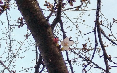 気温上昇。東京でもソメイヨシノ開花。 