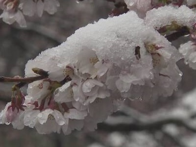 真冬並みの寒さ。４月なのに関東で雪。 