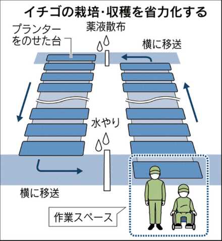 椅子や車椅子に座った状態でも収穫が可能