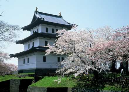 道南【松前公園】の桜