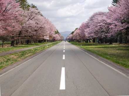 道南【二十間道路桜並木】