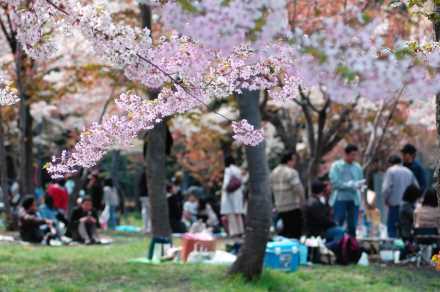 道央【円山公園】桜