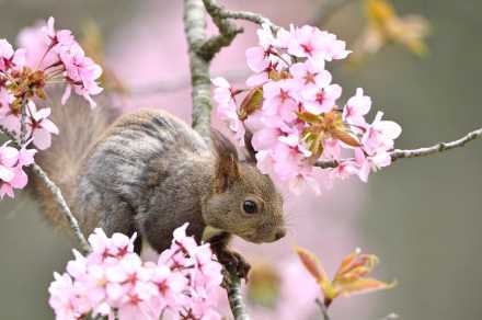 桜前線、いよいよ北海道に上陸。GWは北海道でお花見!! 