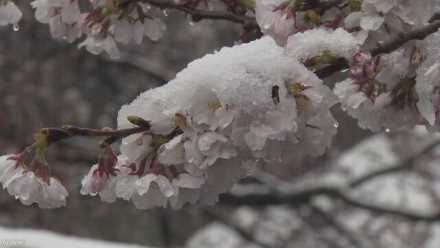 群馬県の富岡製糸場、満開の桜に雪が降る
