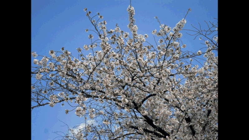 サイドパネルの付加された4:3画像