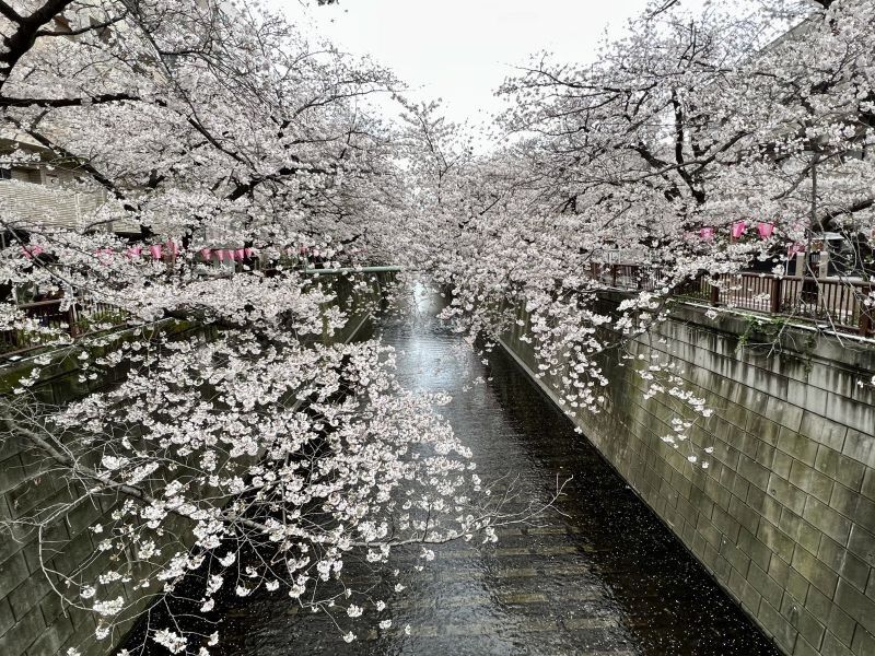 目黒川の桜(1)