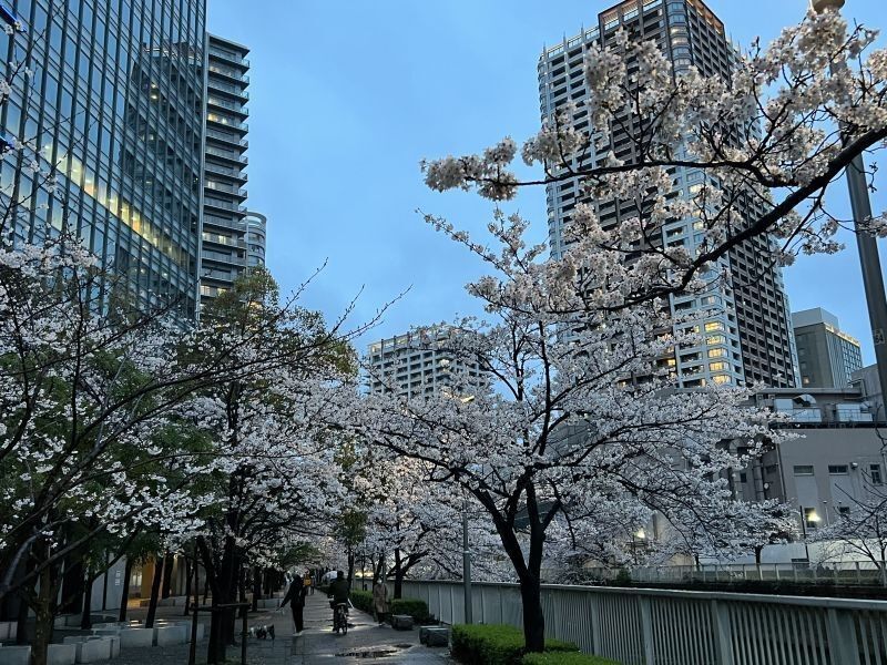 目黒川の桜(2)