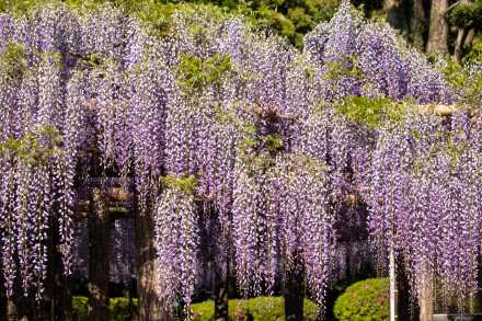 藤花園