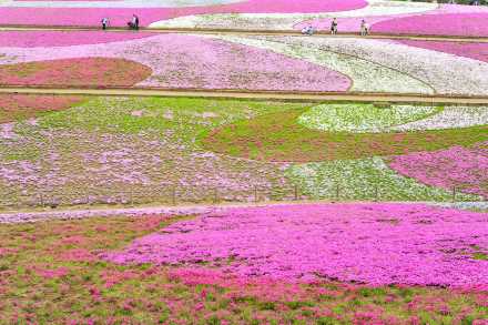 芝桜