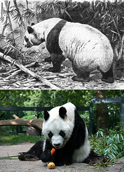 ジャイアントパンダ（大熊猫）