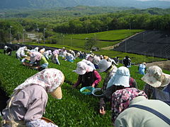 茶摘みの時期